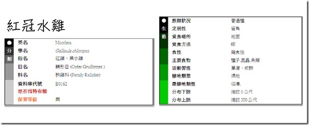 紅冠水雞1