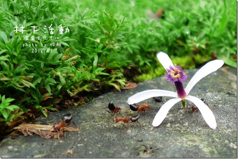苦楝 (31) 苦楝 (31)