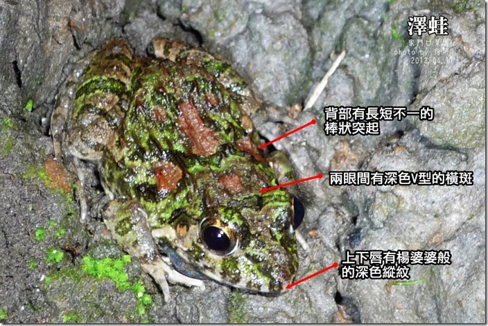 澤蛙
