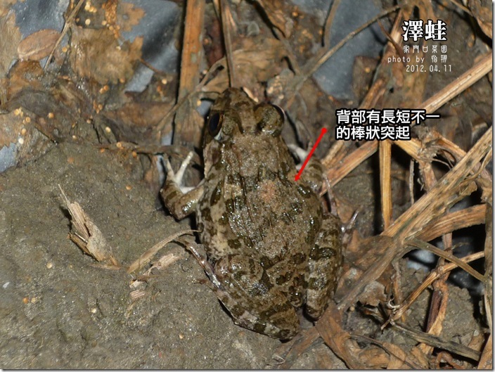 澤蛙1