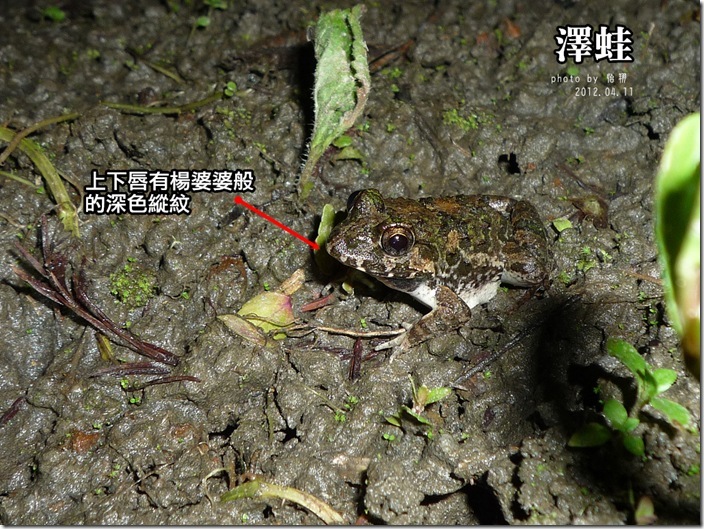澤蛙2
