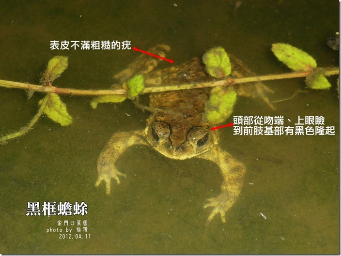 黑框