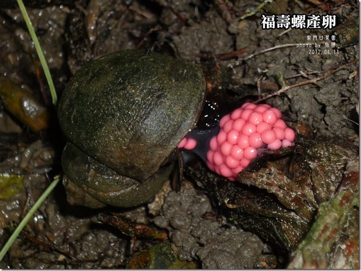 福壽螺產卵