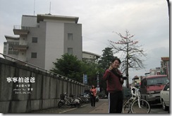 木棉花2