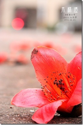 木棉花5