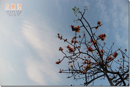 木棉花2