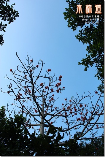 木棉花5