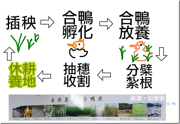 流程圖