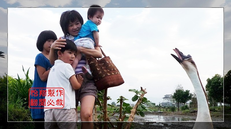 恐怖的鵝.jpg