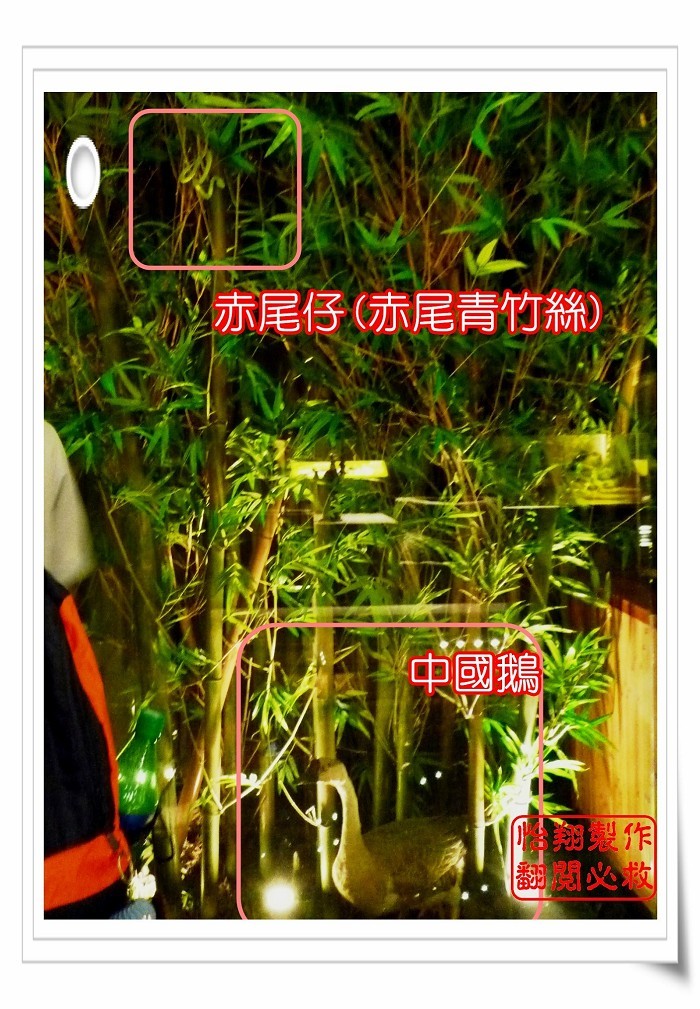 鵝1.jpg