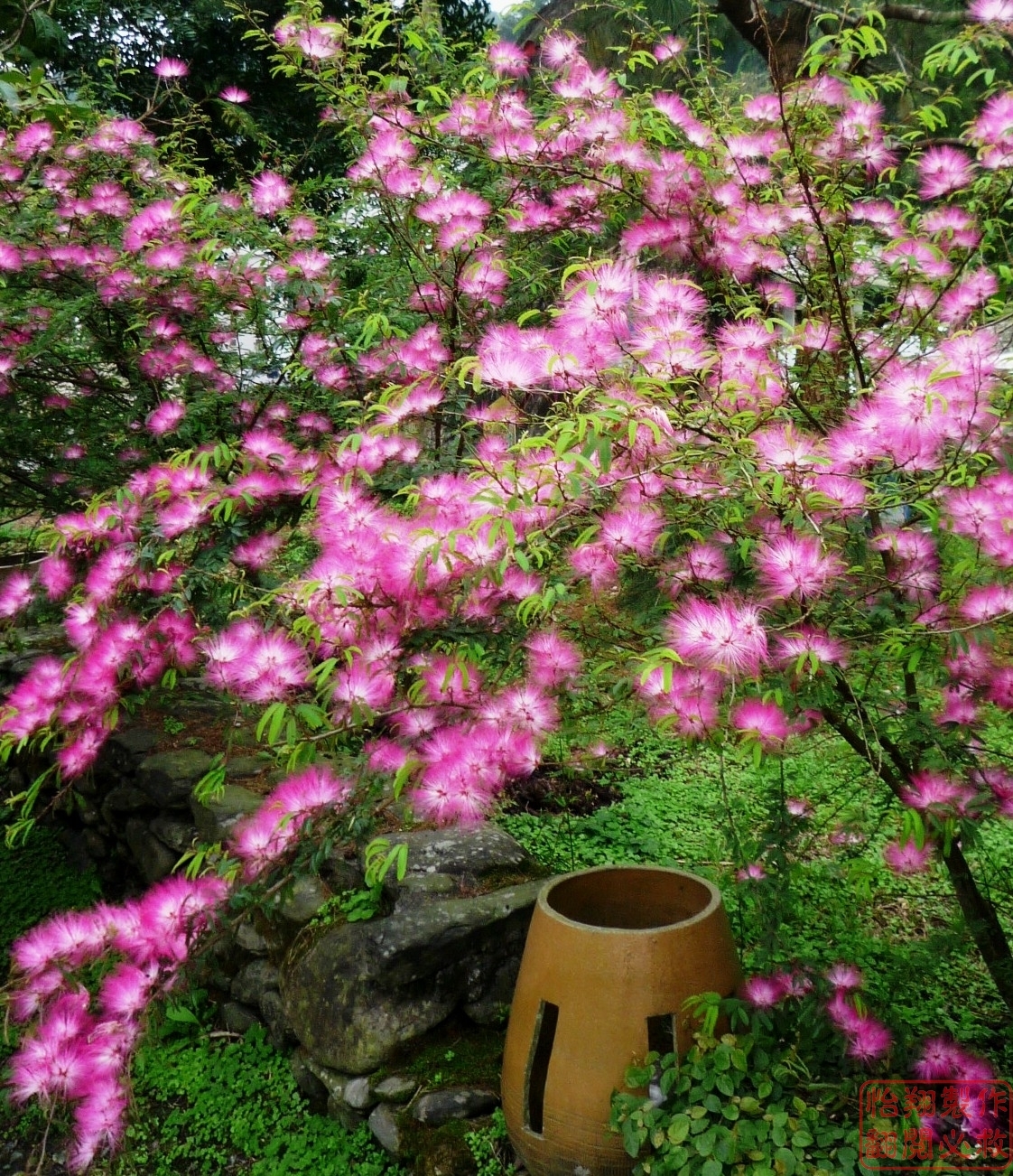 小粉撲5.jpg