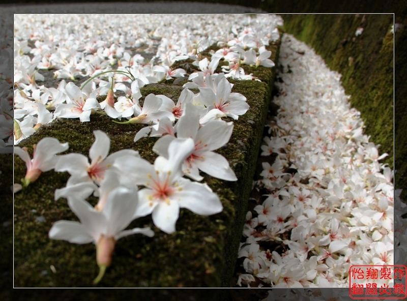 桐花3.jpg