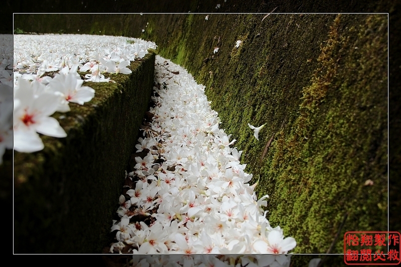 桐花5.jpg