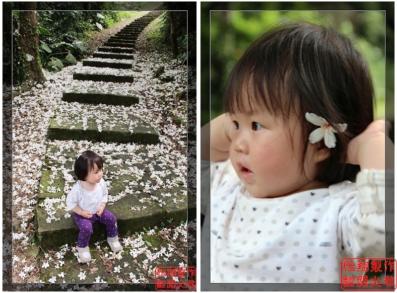 桐花9.jpg