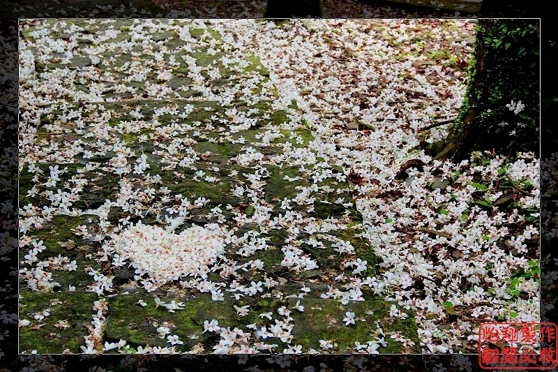 桐花12.jpg