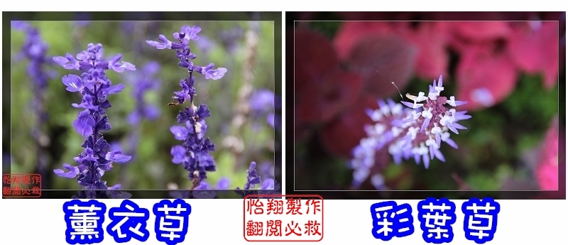 桐花15.jpg