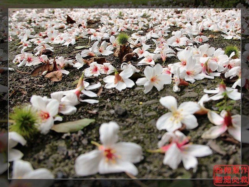 桐花22.jpg