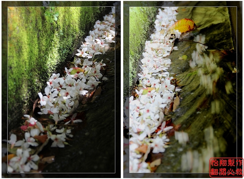 桐花29.jpg