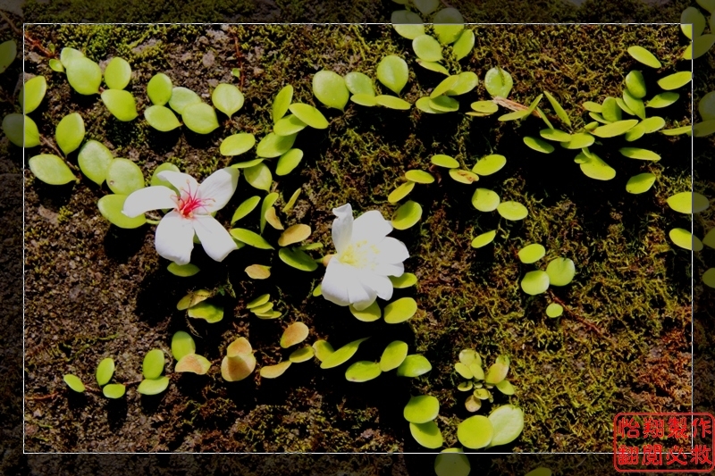 桐花2.jpg
