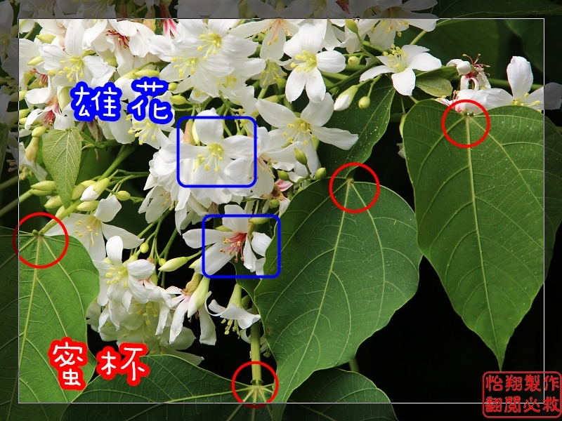 桐花27.jpg