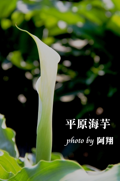五結之美-平原海芋--陳怡翔11.jpg