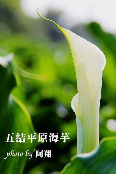 五結之美-平原海芋--陳怡翔111.jpg