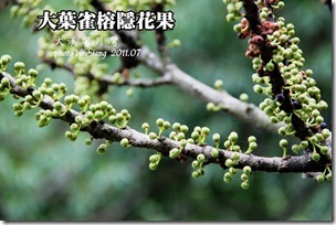 榕樹幹生果1