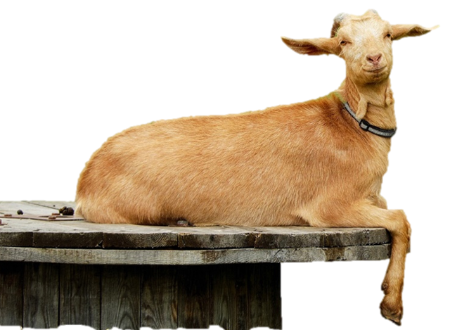goat_rm_bg