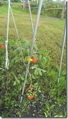 凱旋活力 友善 菜園_1075