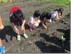凱旋活力 友善 菜園_1963