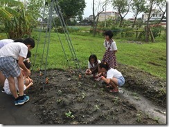 凱旋活力 友善 菜園_3642